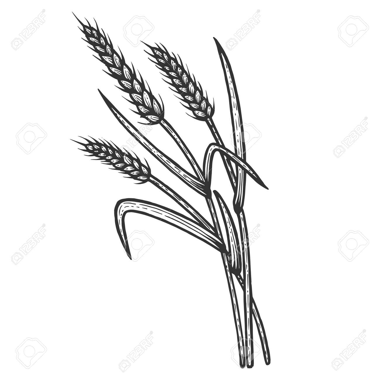 Wheat Ear Spikelet Sketch Engraving Vector Illustration. Scratch Board  Style Imitation. Black And White Hand Drawn Image. Royalty Free SVG,  Cliparts, Vectors, and Stock Illustration. Image 121295343., image size:1300x1300