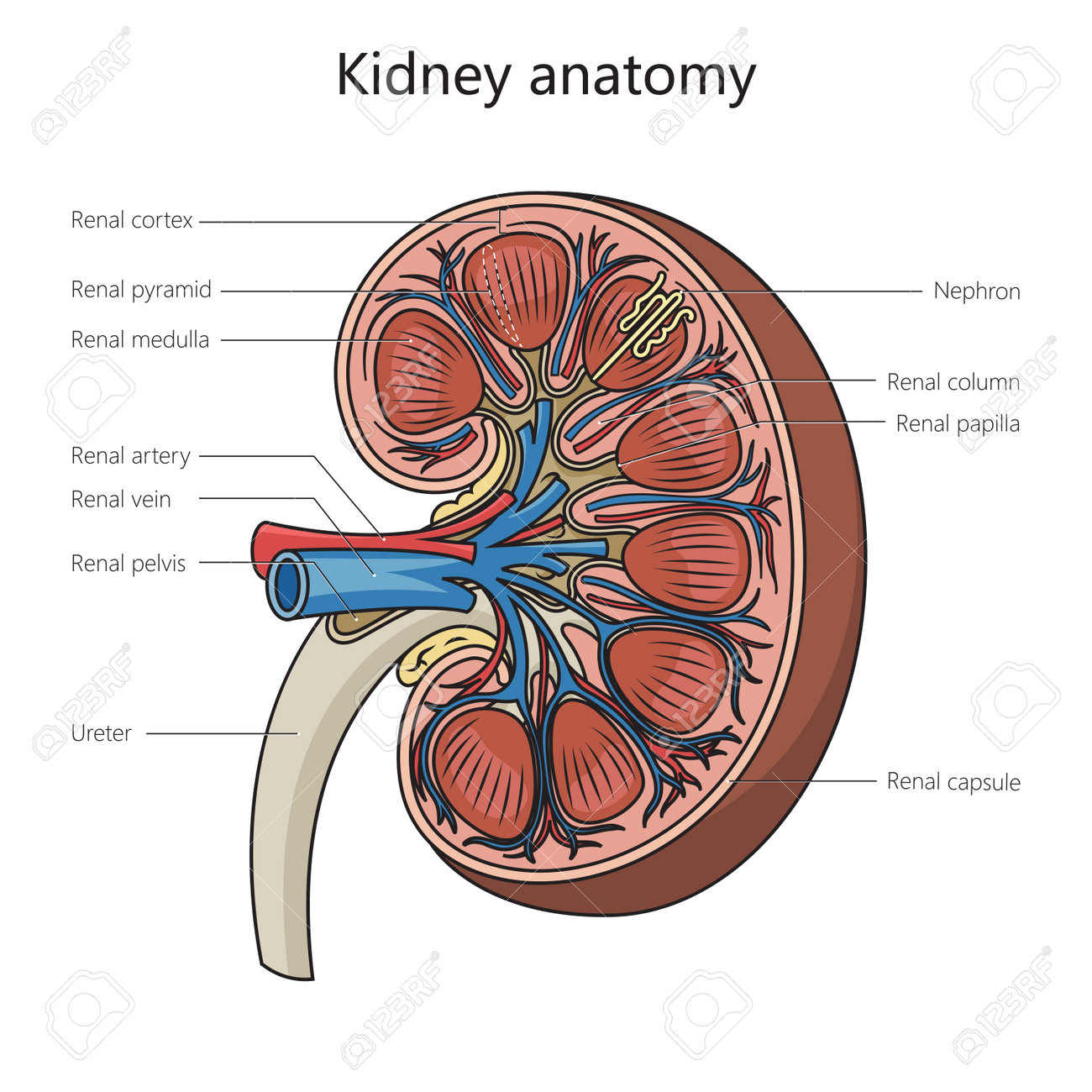 Human Kidney Anatomy Structure Diagram Schematic Raster Illustration.  Medical Science Educational Illustration Фотография, картинки, изображения  и сток-фотография без роялти. Image 211790608