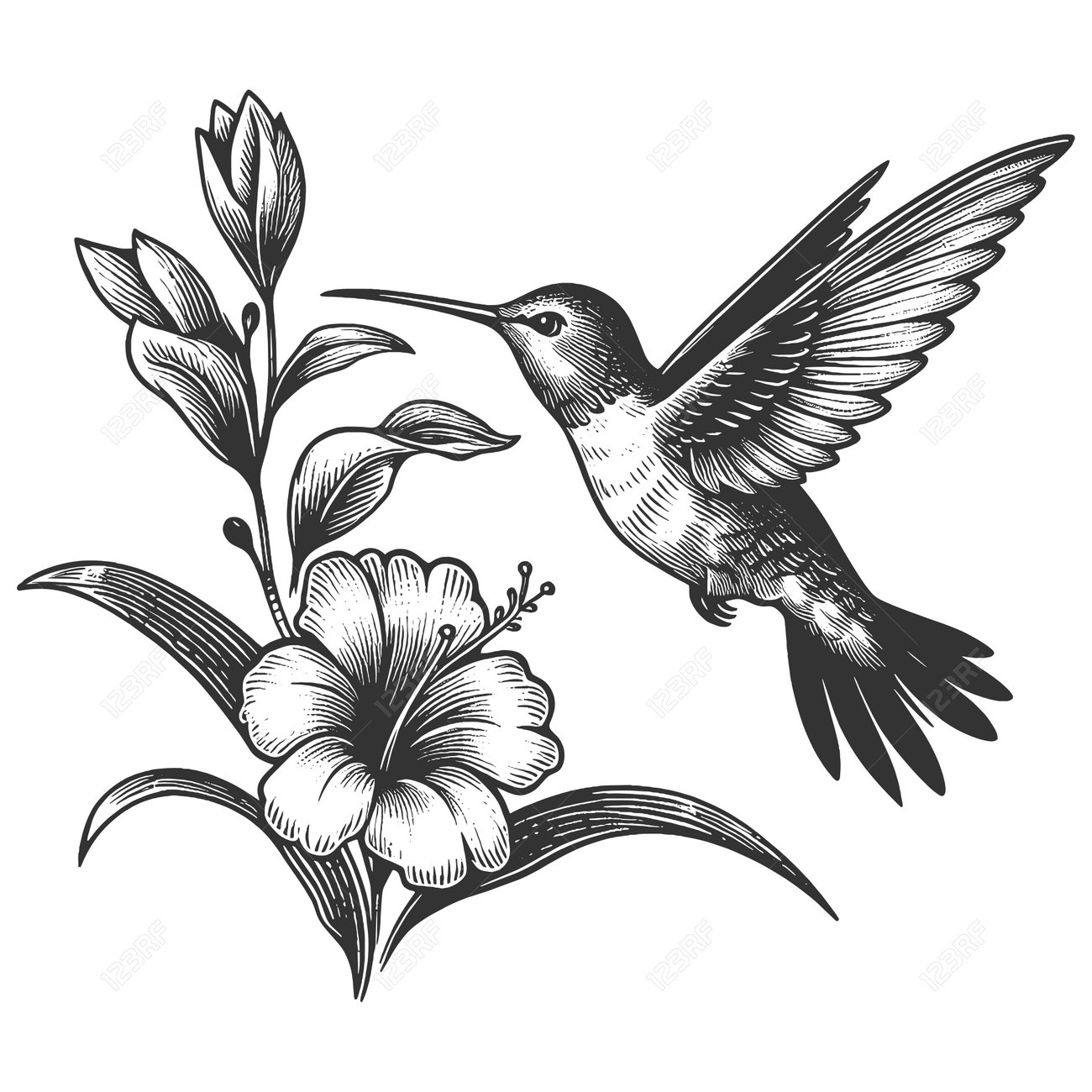 Hummingbird With Flower Engraving Sketch Vector Royalty Free SVG, Cliparts,  Vectors, and Stock Illustration. Image 231543037., image size:1300x1300