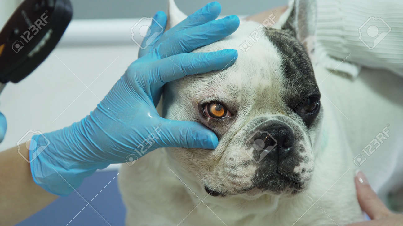 獣医は犬の目をチェックします 獣医眼科医が医療処置を行い 獣医クリニックで犬の目を調べる 健康な犬の健康診断を受けています の写真素材 画像素材 Image 獣医は犬の目をチェックします 獣医眼科医が医療処置を行い 獣医クリニックで犬の目を調べる 健康な犬の健康診断を受けています の写真素材 画像素材 Image