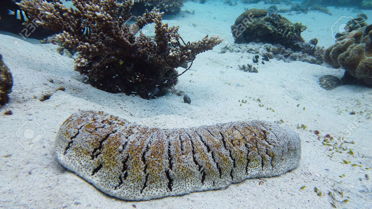 サンゴ礁の中の砂底にナマコ。ボハッチアは、海底の水中で議論し