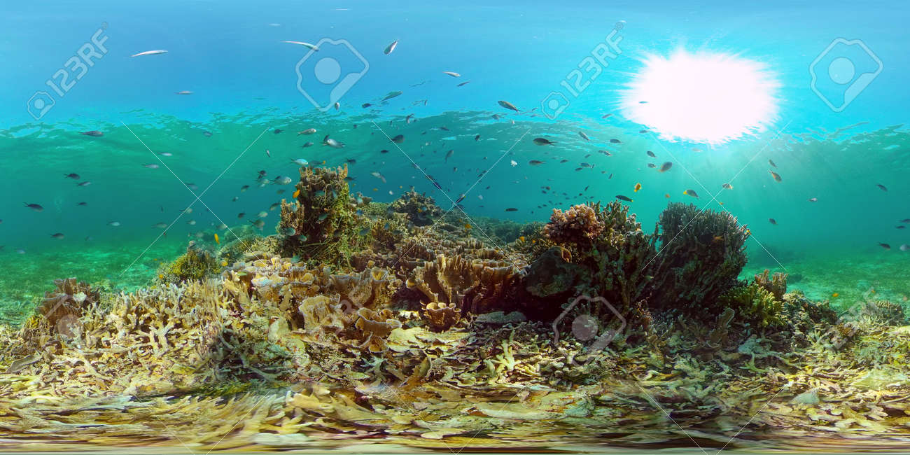Tropical colourful underwater seascape.The underwater world with colored fish and a coral reef. Philippines. 360 panorama VR - 168137988 Tropical colourful underwater seascape.The underwater world with colored fish and a coral reef. Philippines. 360 panorama VR - 168137988