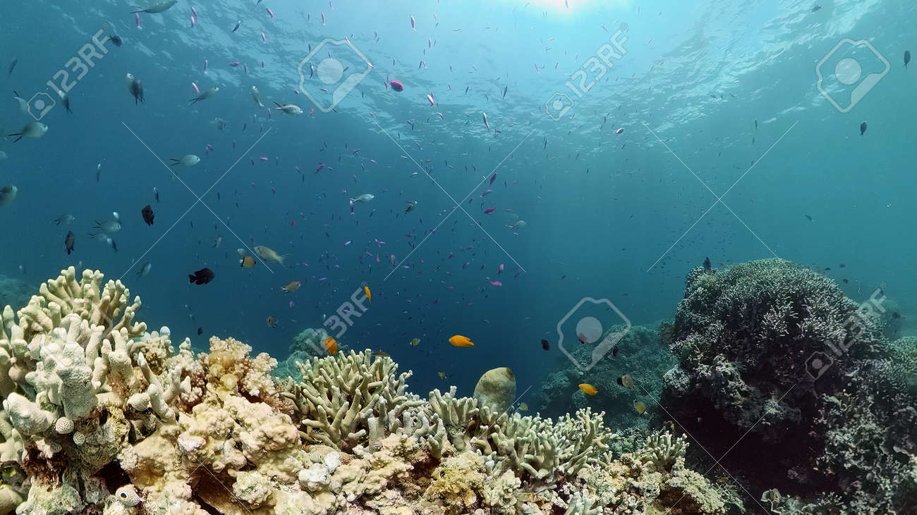 Coral reef underwater with fishes and marine life. Coral reef and tropical fish. - 168137994 Coral reef underwater with fishes and marine life. Coral reef and tropical fish. - 168137994
