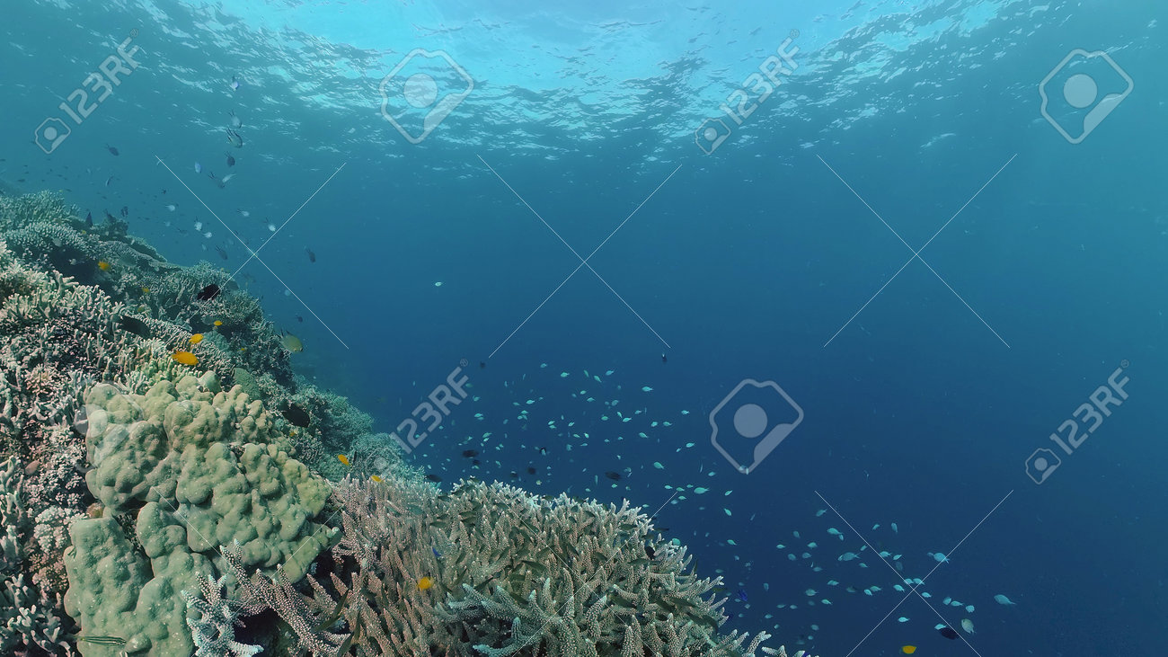 Coral reef and tropical fishes. The underwater world of the Philippines. - 168137999 Coral reef and tropical fishes. The underwater world of the Philippines. - 168137999