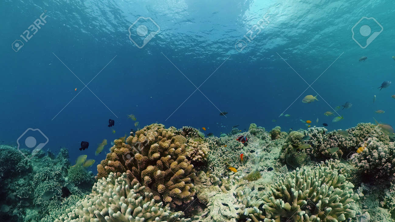 Coral reef underwater with fishes and marine life. Coral reef and tropical fish. Philippines. - 168138017 Coral reef underwater with fishes and marine life. Coral reef and tropical fish. Philippines. - 168138017