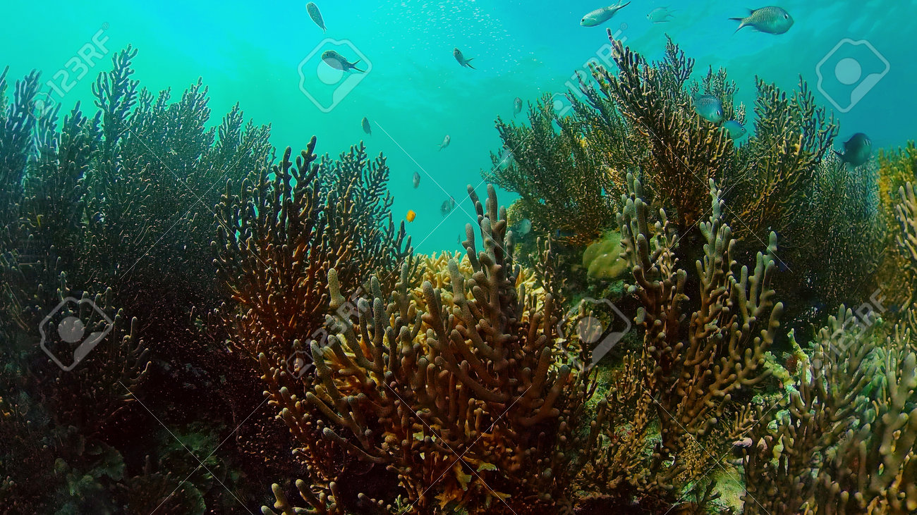 Tropical Fishes on Coral Reef, underwater scene. Philippines. - 168138043 Tropical Fishes on Coral Reef, underwater scene. Philippines. - 168138043