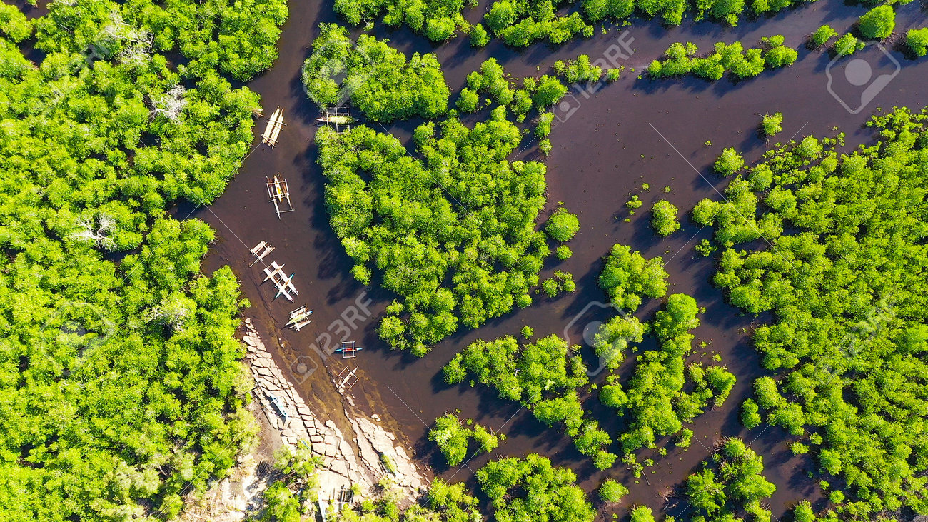 Mangroves in a swampy area on a tropical island. Mangrove landscape, Mindanao, Philippines. - 169413708 Mangroves in a swampy area on a tropical island. Mangrove landscape, Mindanao, Philippines. - 169413708