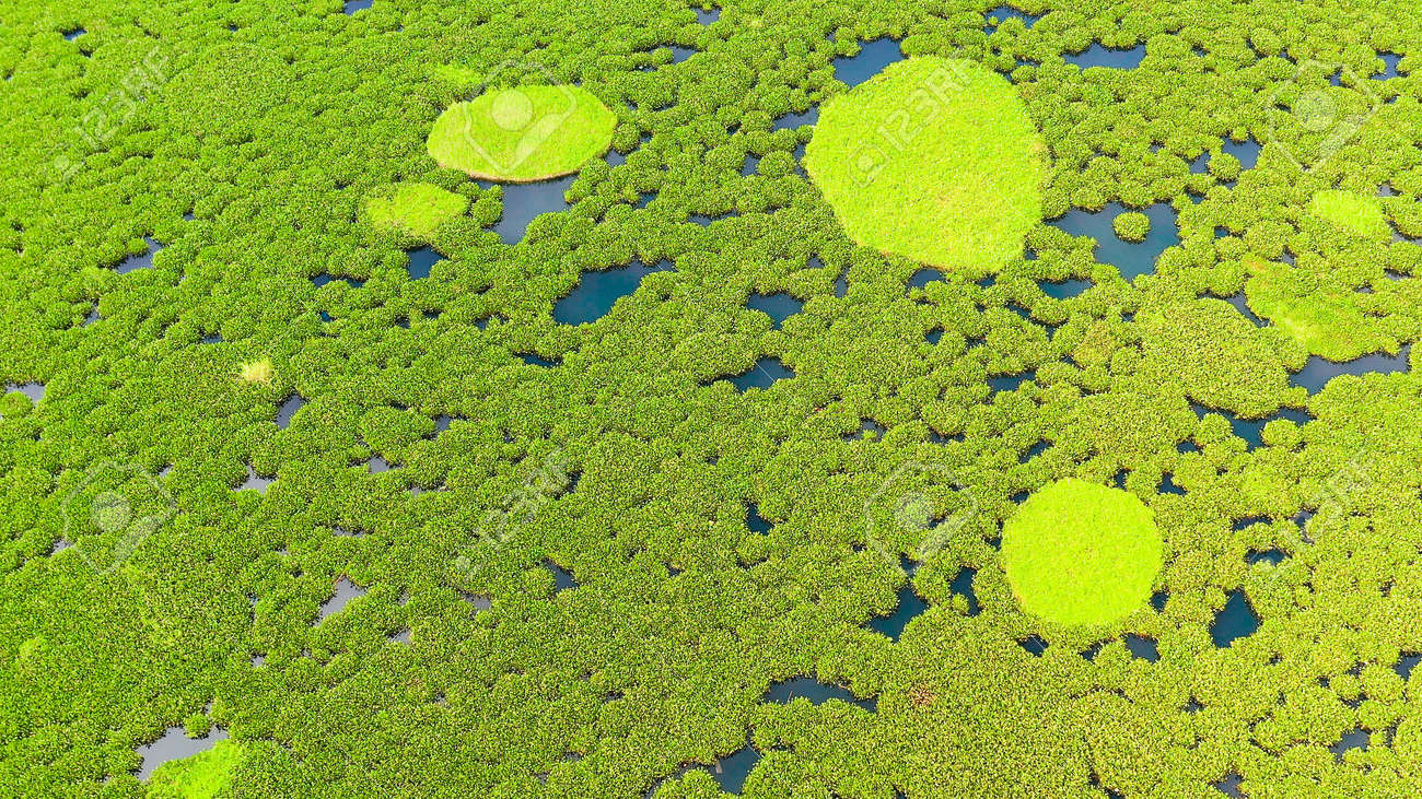 Aerial view of Lake Baloi with green mangroves. Mindanao, Philippines. Tropical landscape with mangrove forest. - 169413709 Aerial view of Lake Baloi with green mangroves. Mindanao, Philippines. Tropical landscape with mangrove forest. - 169413709