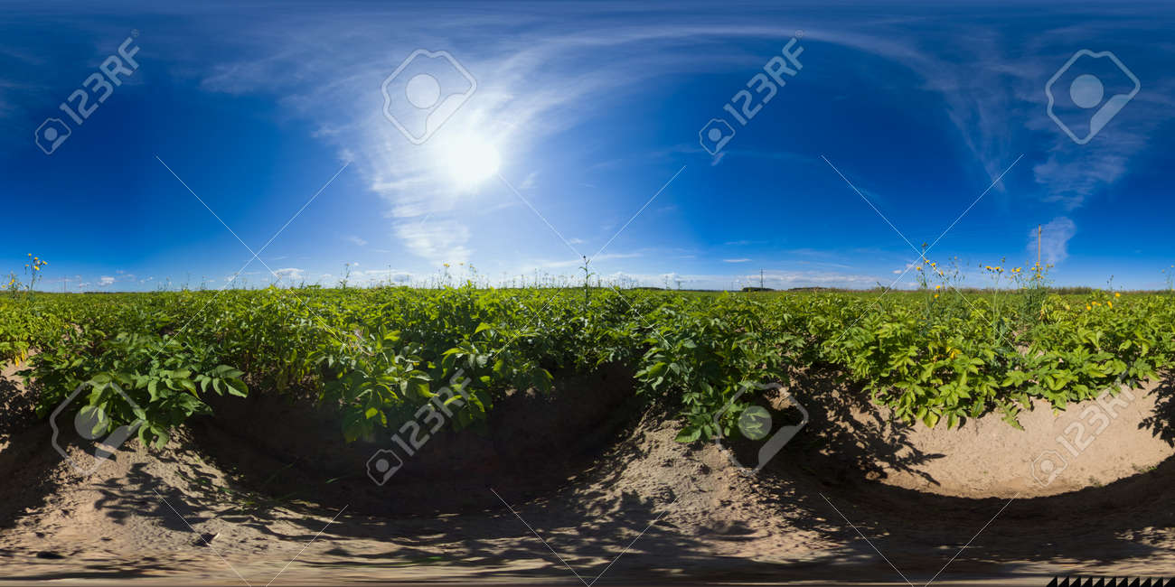 Potato plants in white bloom. Green flowering potato bushes planted in rows on a farm field. Potato growing, crop. agriculture. summer sunny day. Virtual Reality 360. - 168992205 Potato plants in white bloom. Green flowering potato bushes planted in rows on a farm field. Potato growing, crop. agriculture. summer sunny day. Virtual Reality 360. - 168992205