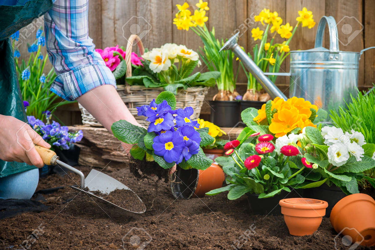 planter une fleur en pot