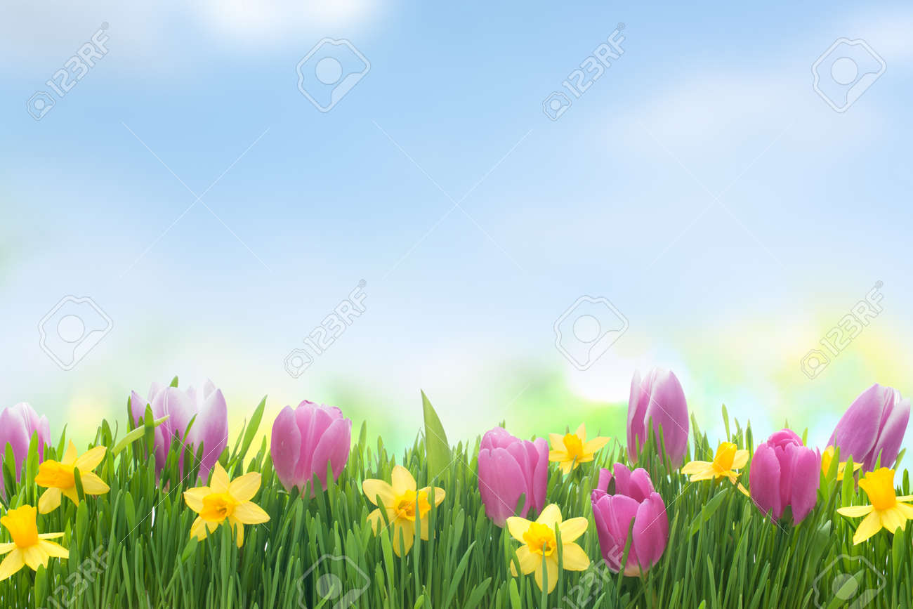 green grass blue sky flowers heart shaped spring narcissus and tulips flowers in green grass on blue sky background stock photo 26782215 narcissus and tulips flowers in green grass on blue sky green grass blue sky flowers heart shaped spring narcissus and tulips flowers in green grass on blue sky background stock photo 26782215 narcissus and tulips flowers in green grass on blue sky