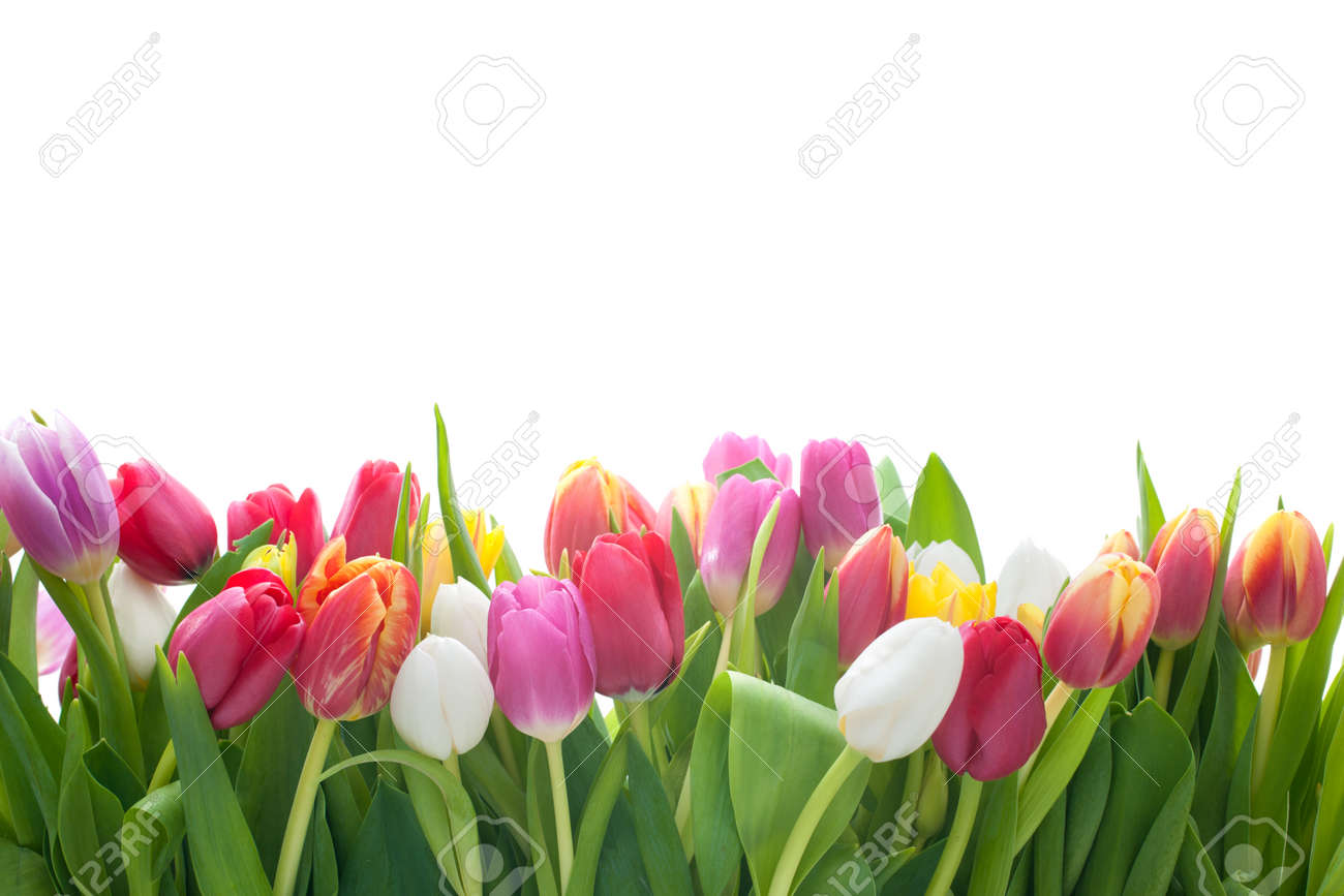 35806717-fr%C3%BChling-tulpen-blumen-auf-dem-wei%C3%9Fen-hintergrund.jpg