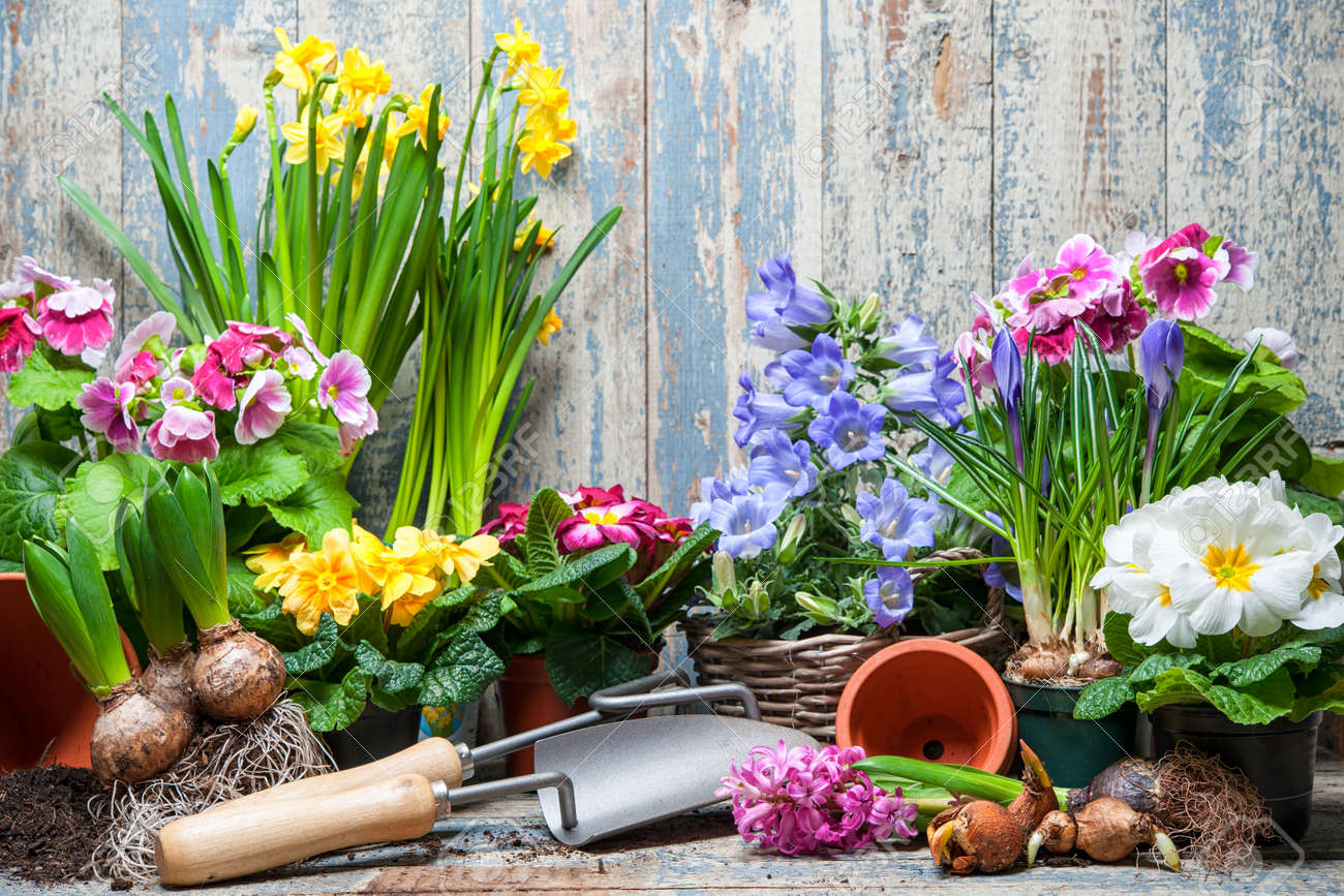 gardener planting spring flower