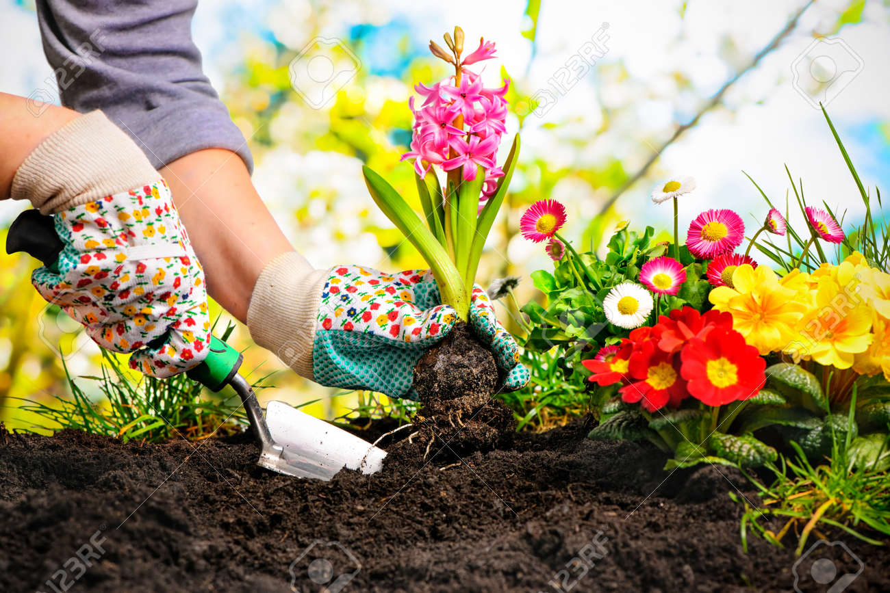 Gardeners hands planting flowers at back yard - 52913974 Gardeners hands planting flowers at back yard - 52913974