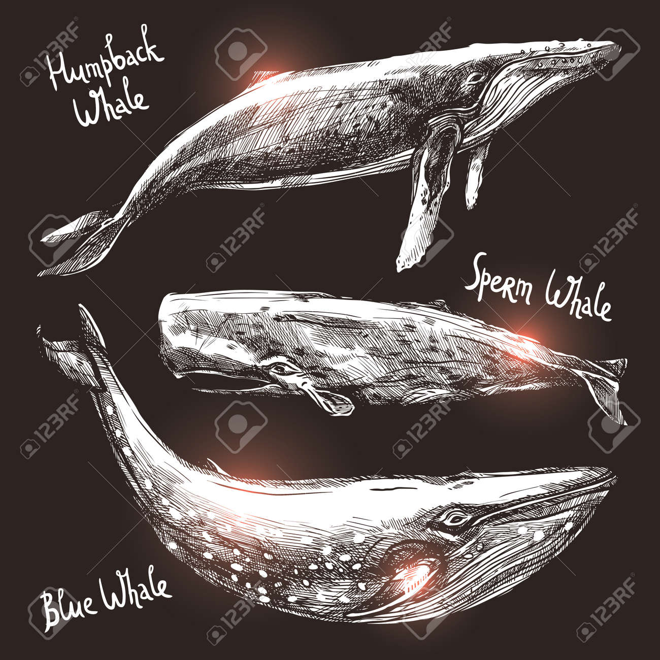クジラを設定 異なる白黒手描きクジラのコレクション のイラスト素材 ベクタ Image