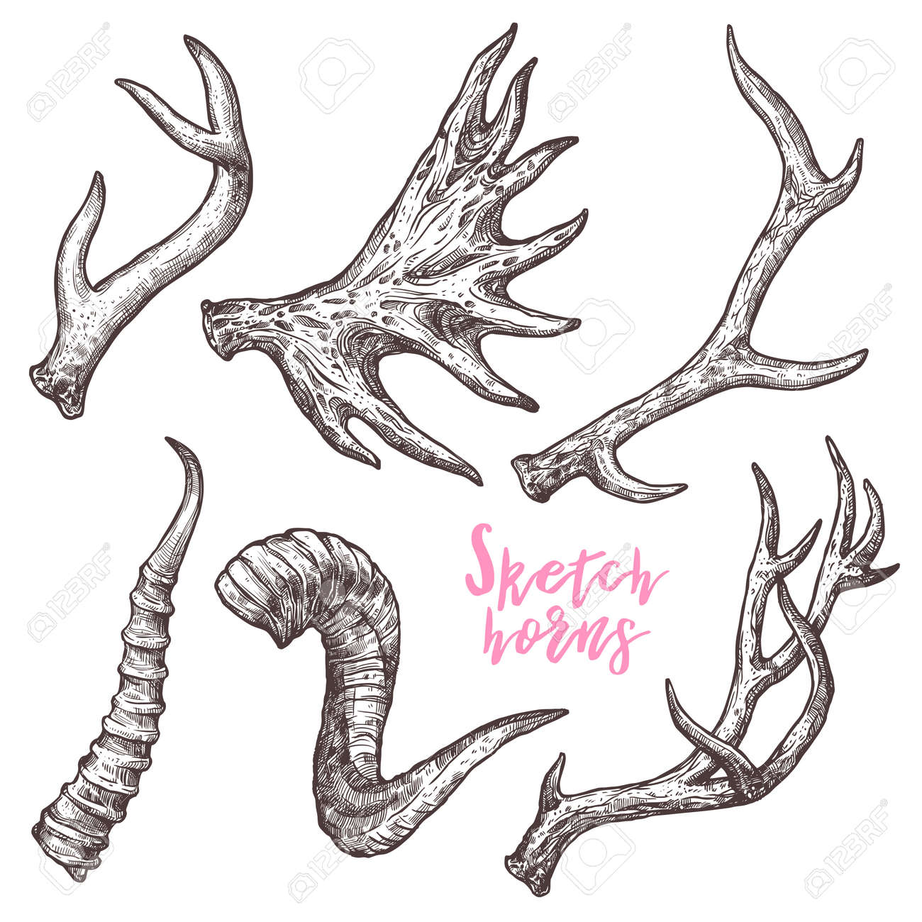 Collection Of Hand Drawn Different Animals Horns. Sketch Horns Of Deer, Antelope, Ram, Sheep, Elk - 109192077 Collection Of Hand Drawn Different Animals Horns. Sketch Horns Of Deer, Antelope, Ram, Sheep, Elk - 109192077