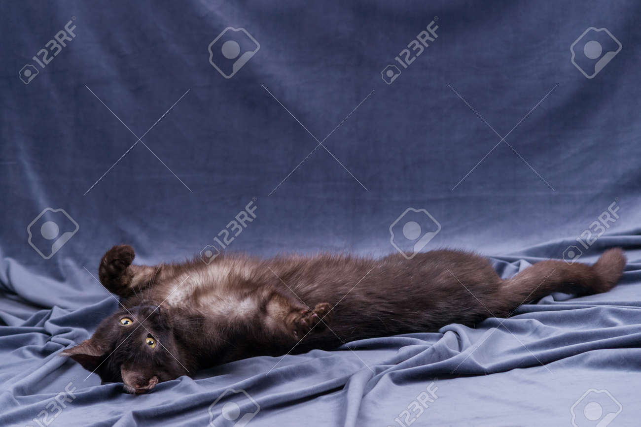 etiam-dictum-ipsum-a-felis