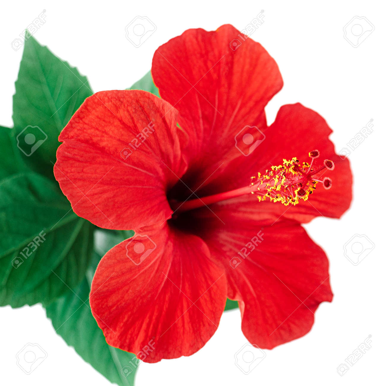 Red Hibiscus Flower Isolated On White Background With Clipping.. Stock Photo, Picture And Royalty Free Image. Image 120600053.