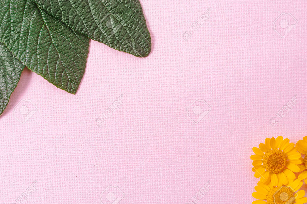 On A Pink Textural Background The Leaves Of Viburnum Crinkle Leaved Stock Photo Picture And Royalty Free Image Image On A Pink Textural Background The Leaves Of Viburnum Crinkle Leaved Stock Photo Picture And Royalty Free Image Image