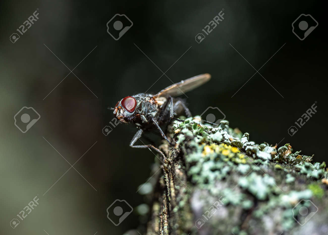 etiam-dictum-ipsum-a-felis