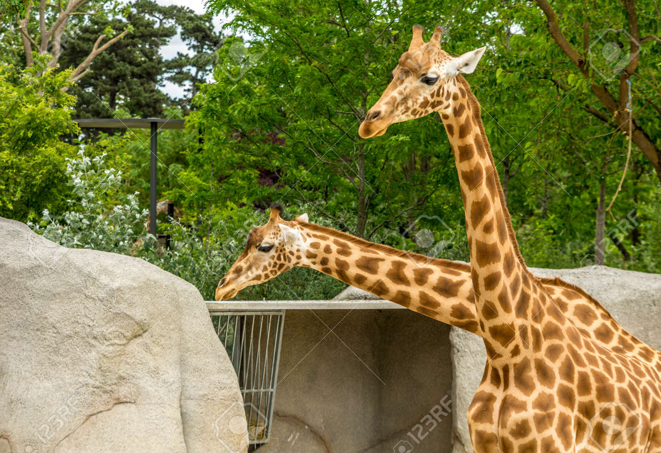 Two Giraffe Heads Stock Photo, Picture and Royalty Free Image. Image  41314864., image size:1300x890