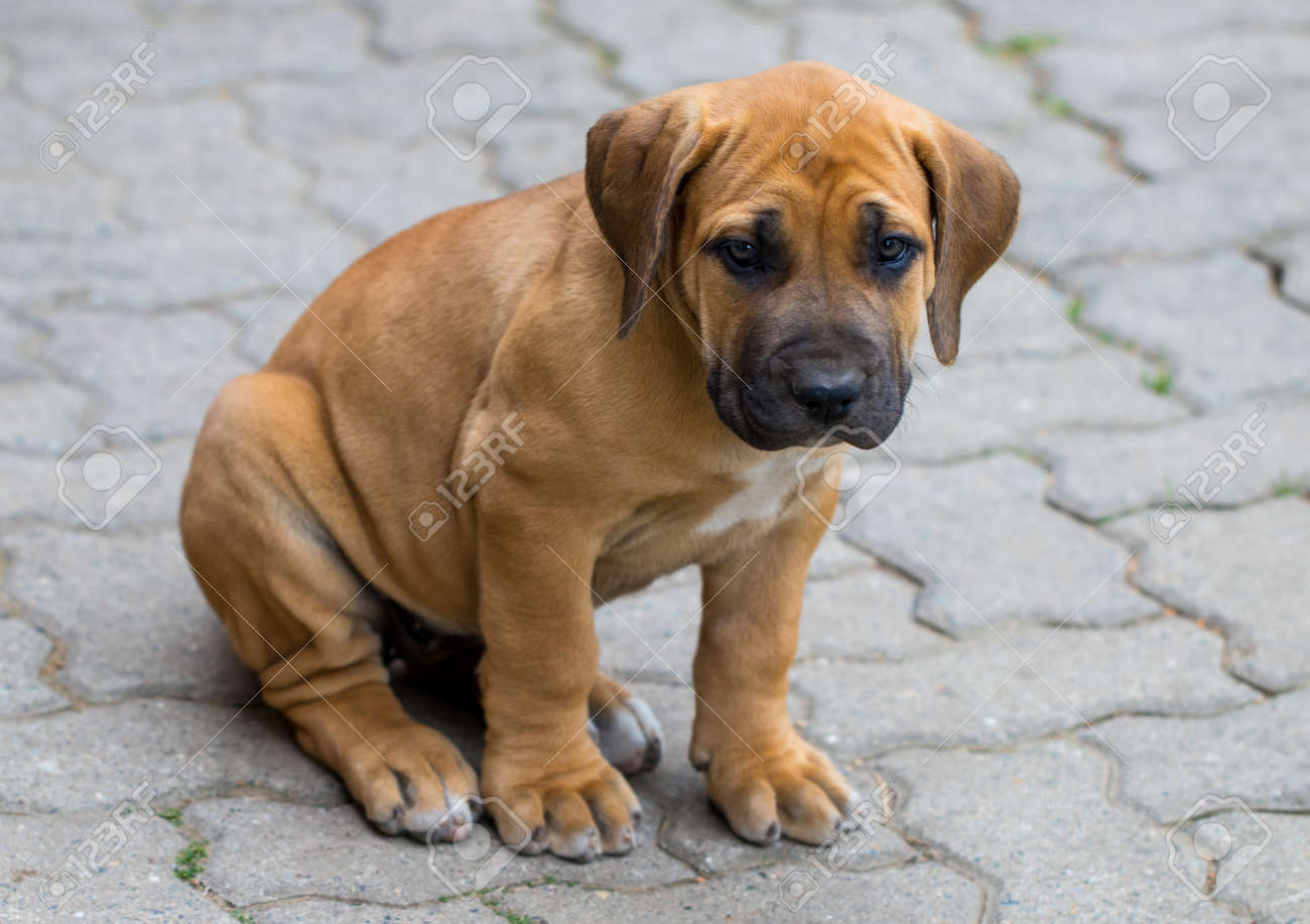 103779493-south-african-boerboel-puppy-the-game-outside-in-the-garden-.jpg
