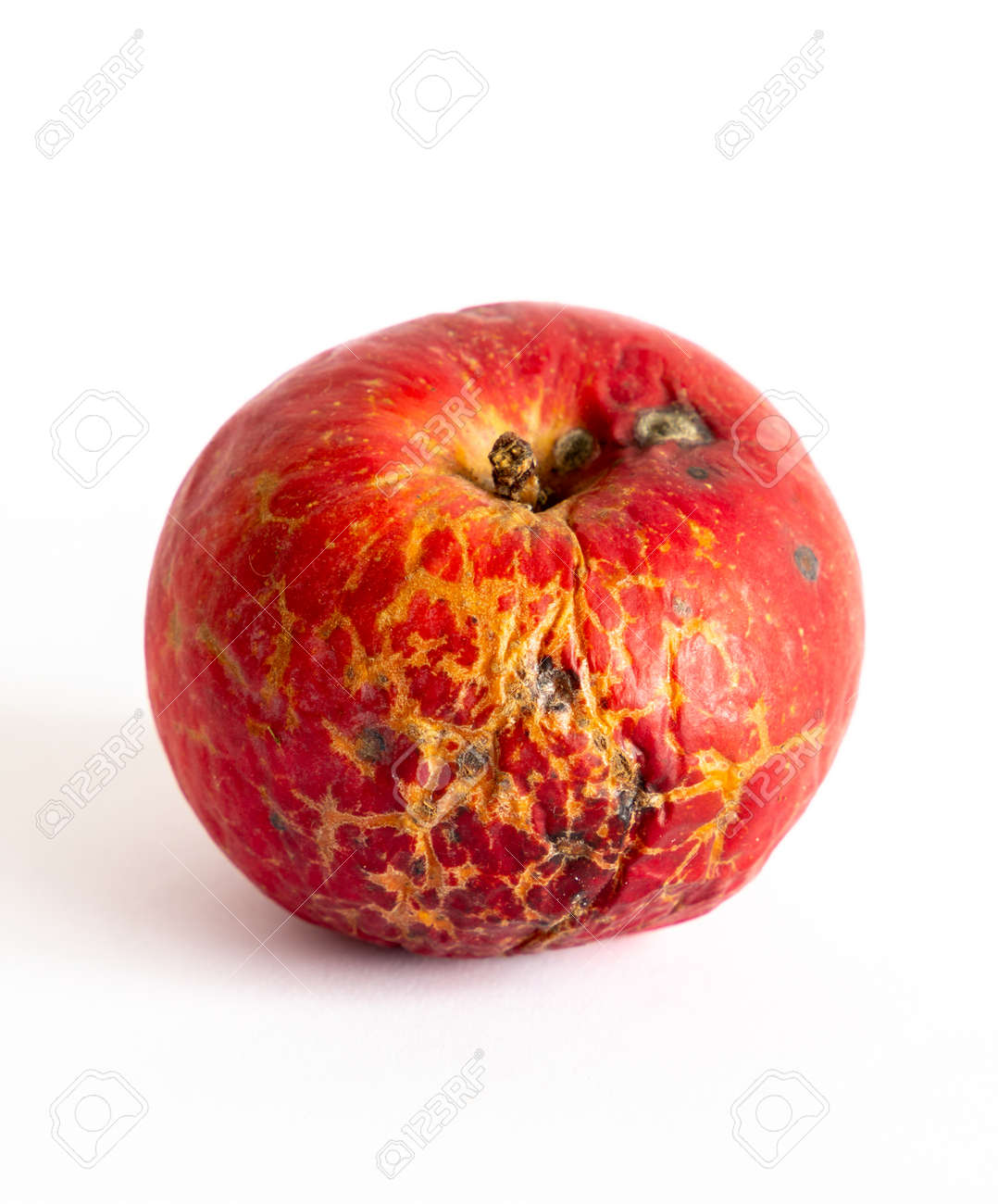 etiam-dictum-ipsum-a-felis