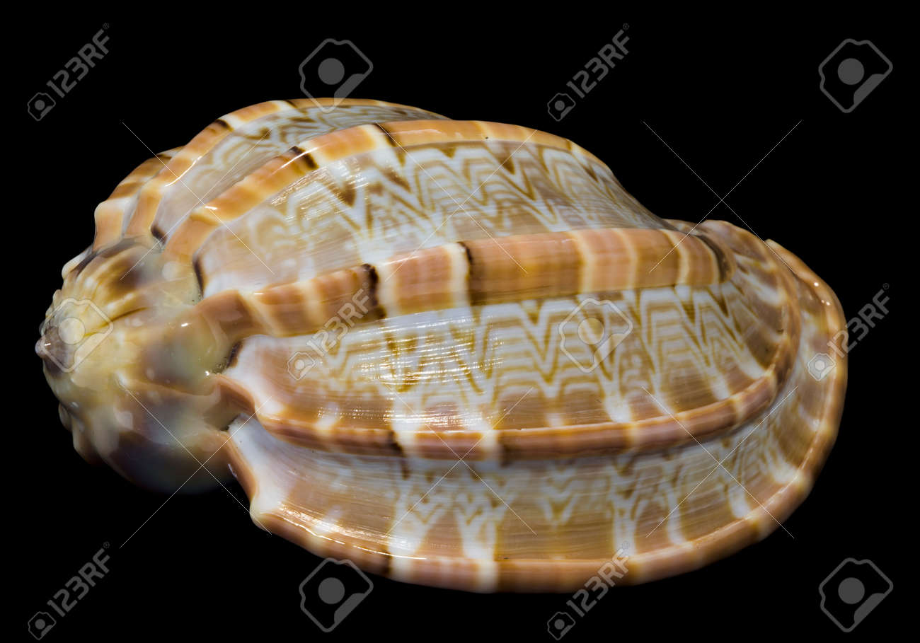 Seashell Harpa Major Isolated On Black Background Stock Photo ...