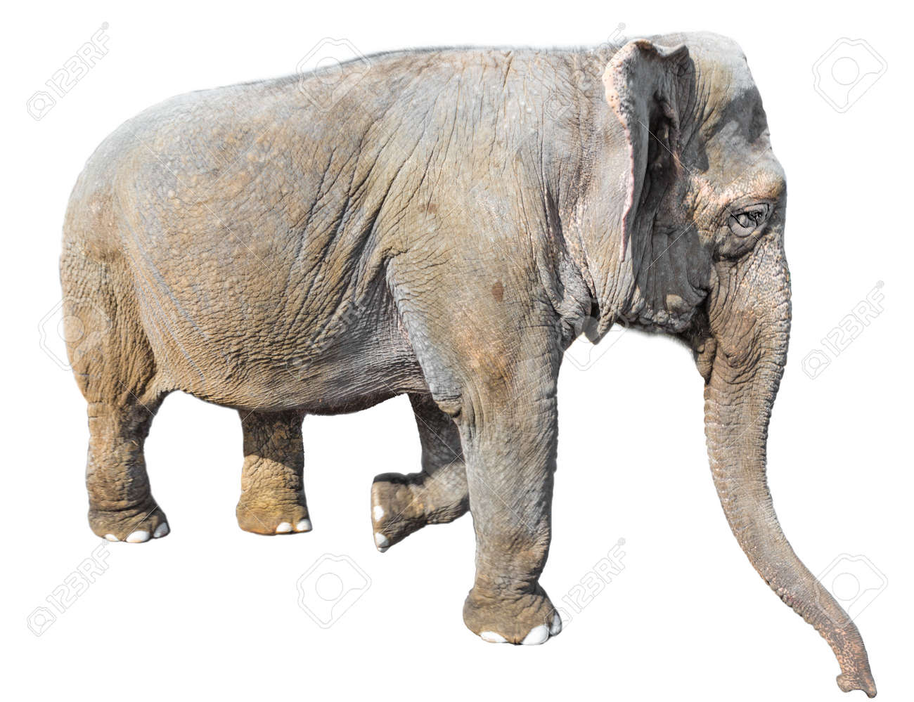 etiam-dictum-ipsum-a-felis