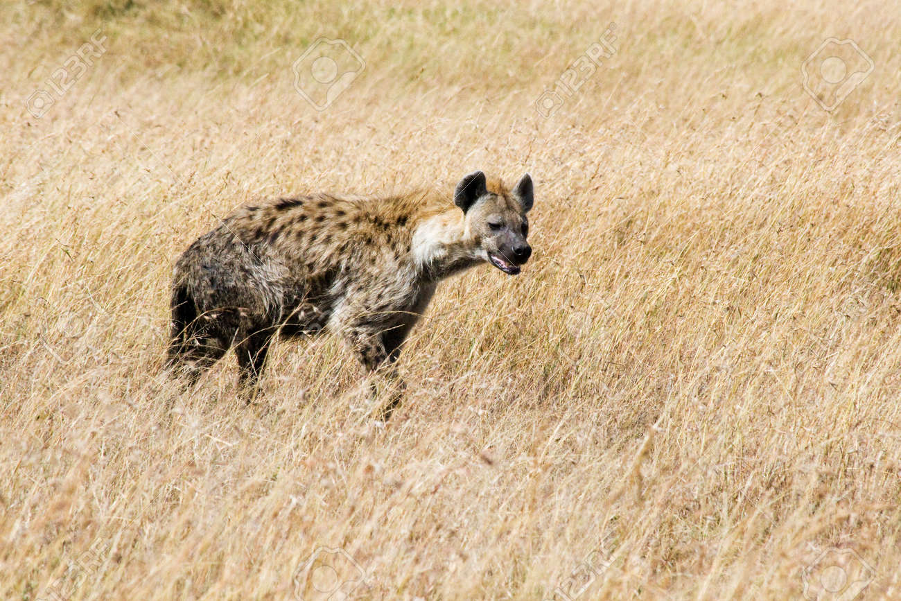 マサイマラ国立保護区 ケニアのサバンナのハイエナ の写真素材 画像素材 Image