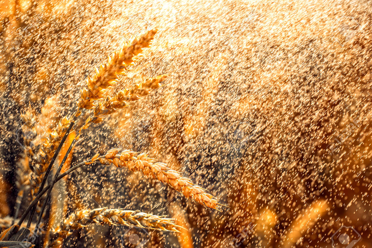 Golden field of grass under a blue sky. photo – Free Wallpaper Image on  Unsplash, image size:1300x867