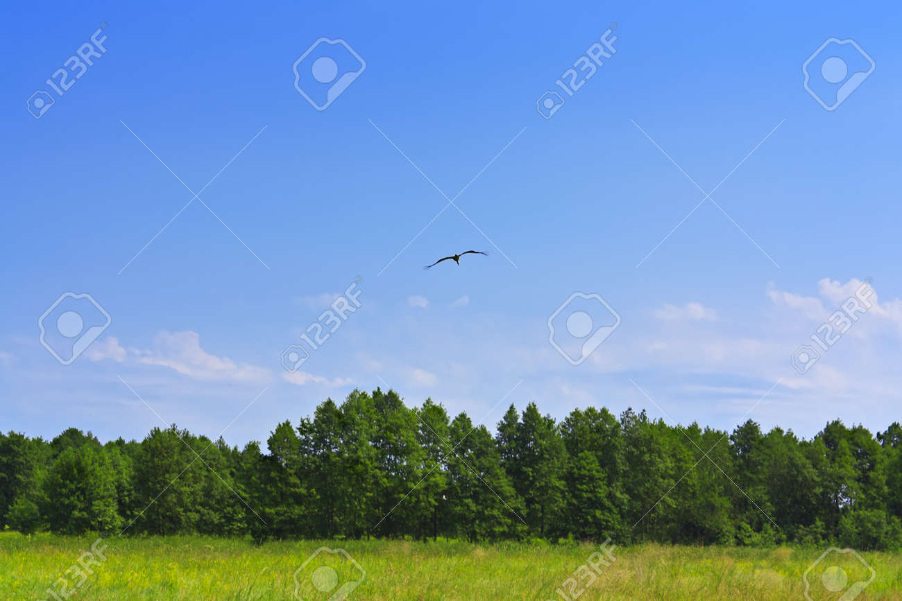 Un Oiseau Qui Vole Sur Une Forêt Herbe Verte Et De Ciel Bleu