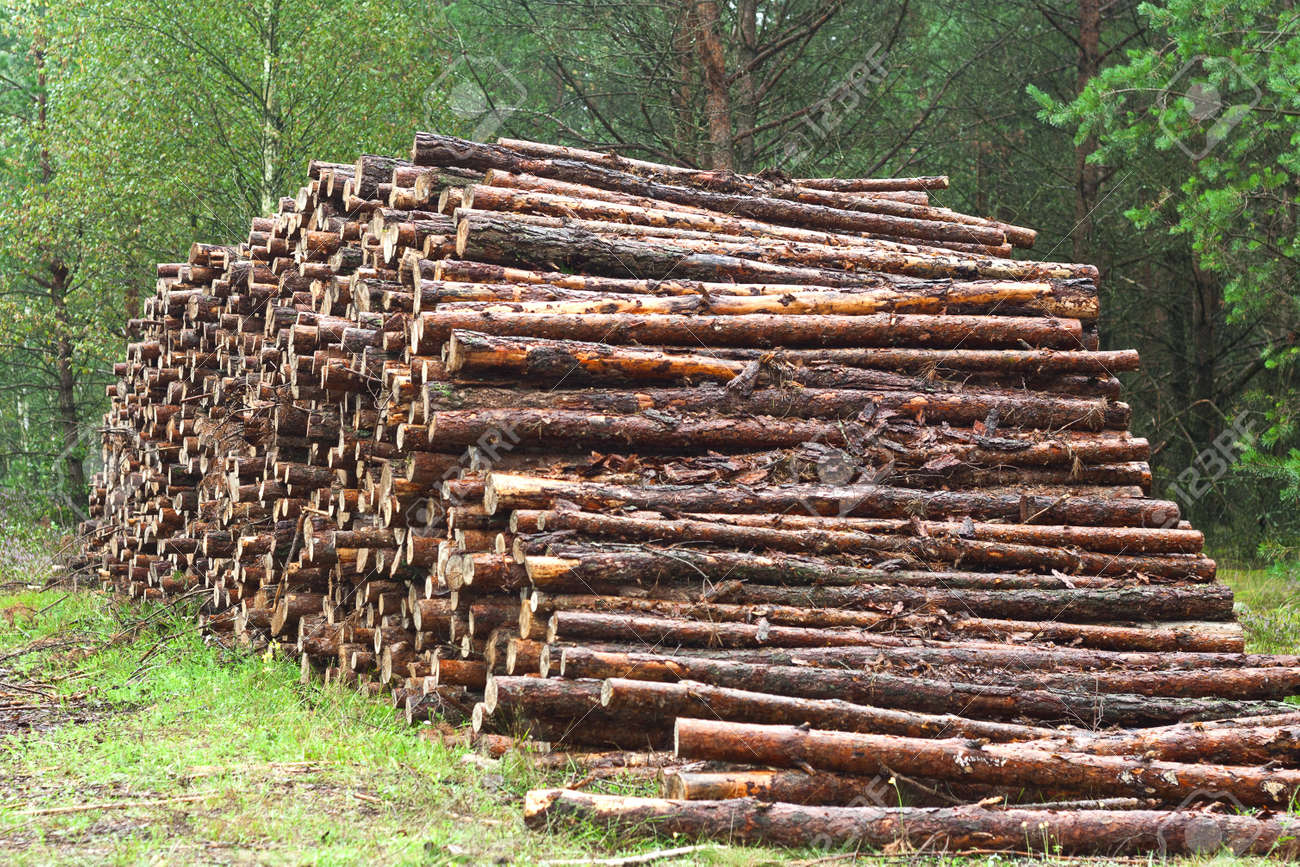 14989174-A-lot-of-sawn-timber-lying-in-the-woods-Stock-Photo.jpg