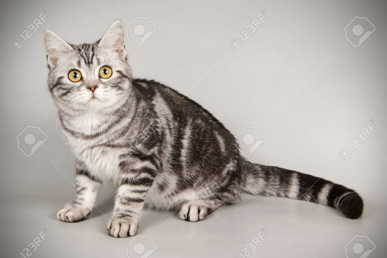 An American Shorthair Cat On A Gray Background Stock Photo