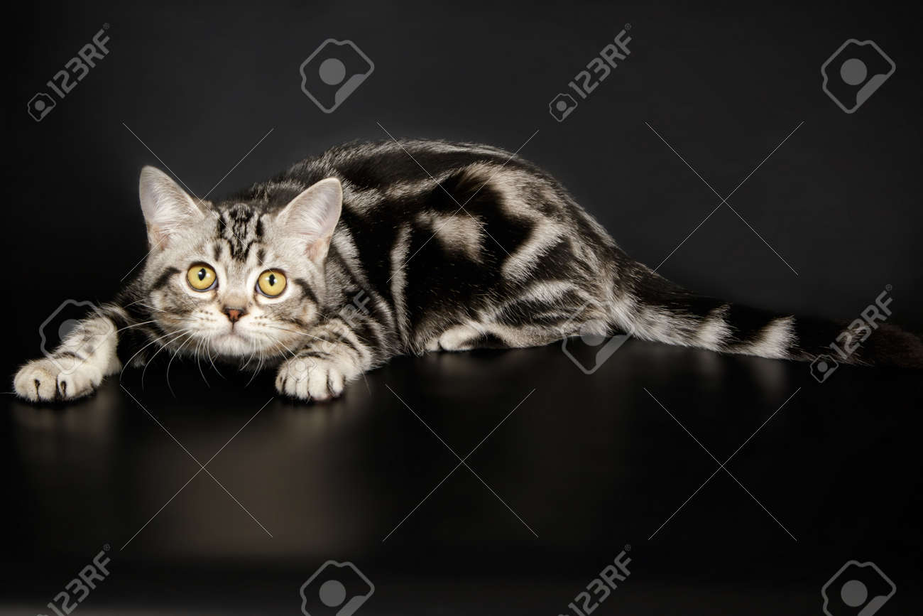 An American Shorthair Cat On A Black Background Stock Photo