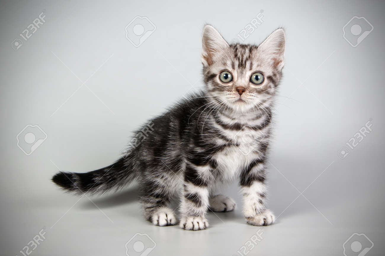 Studio Photography Of An American Shorthair Cat On Colored