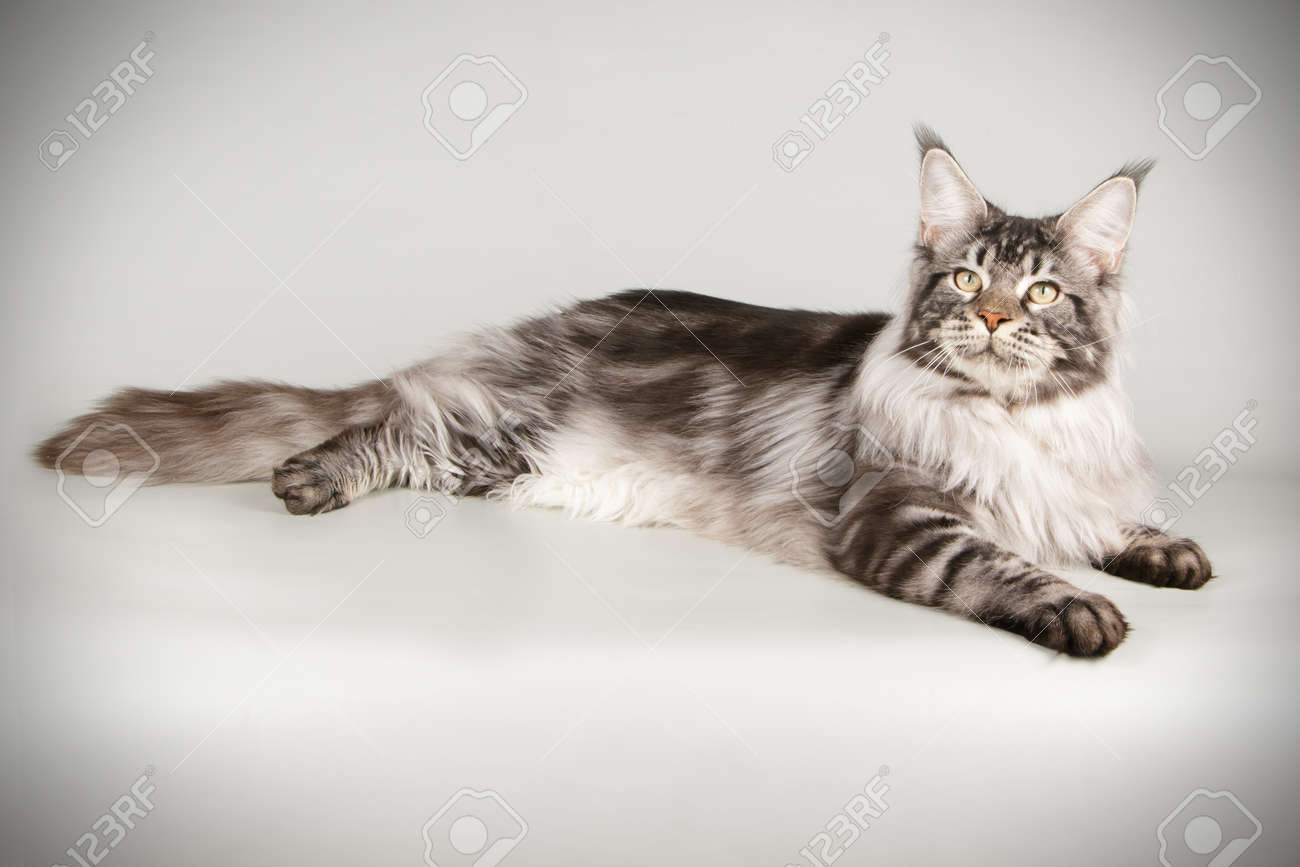 Studio photography of a Maine Coon cat on colored backgrounds - 107192575 Studio photography of a Maine Coon cat on colored backgrounds - 107192575