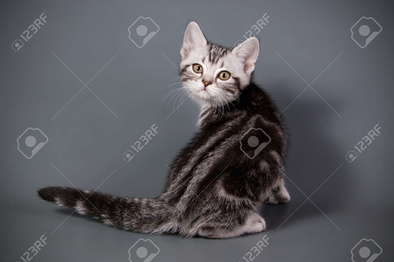 Studio Photography Of An American Shorthair Cat On Colored
