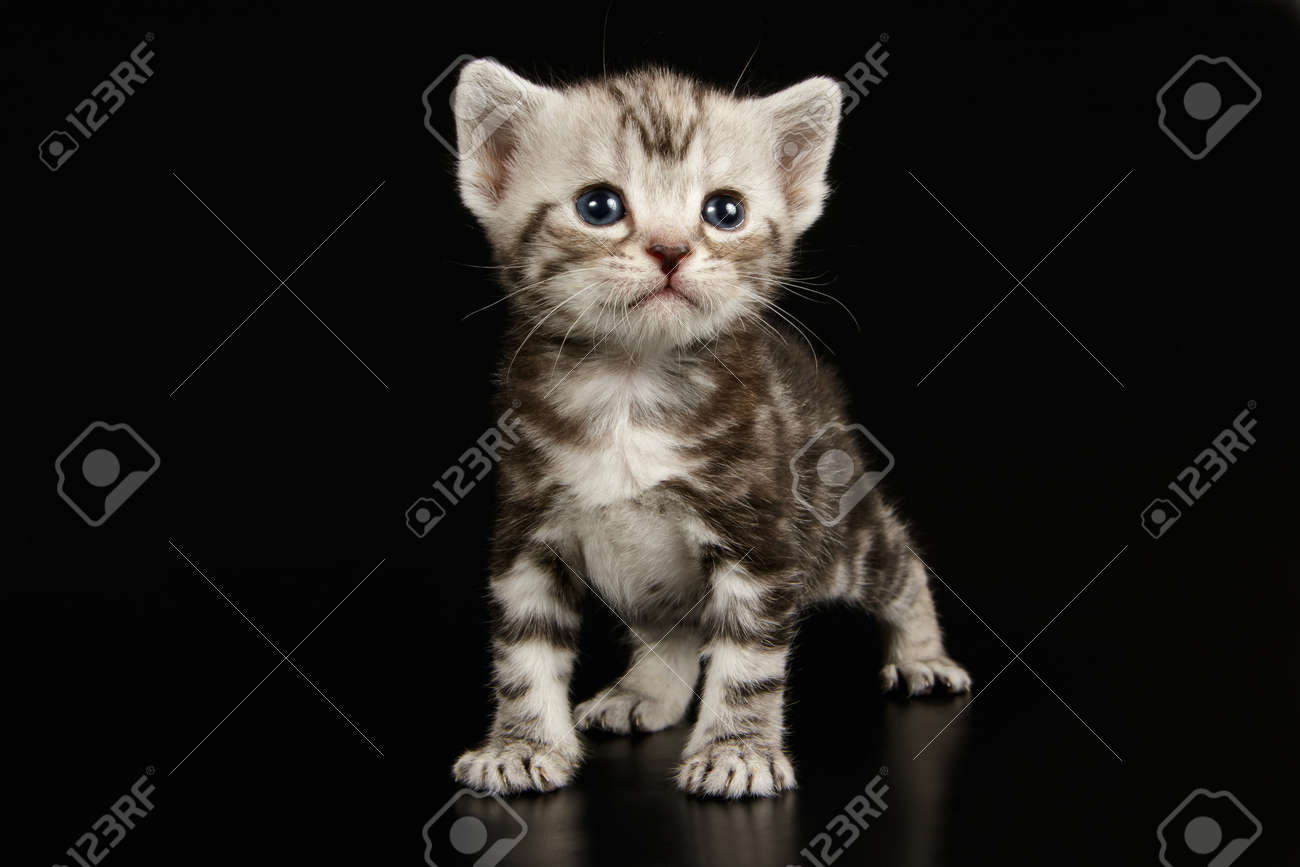 Studio Photography Of An American Shorthair Cat On Colored