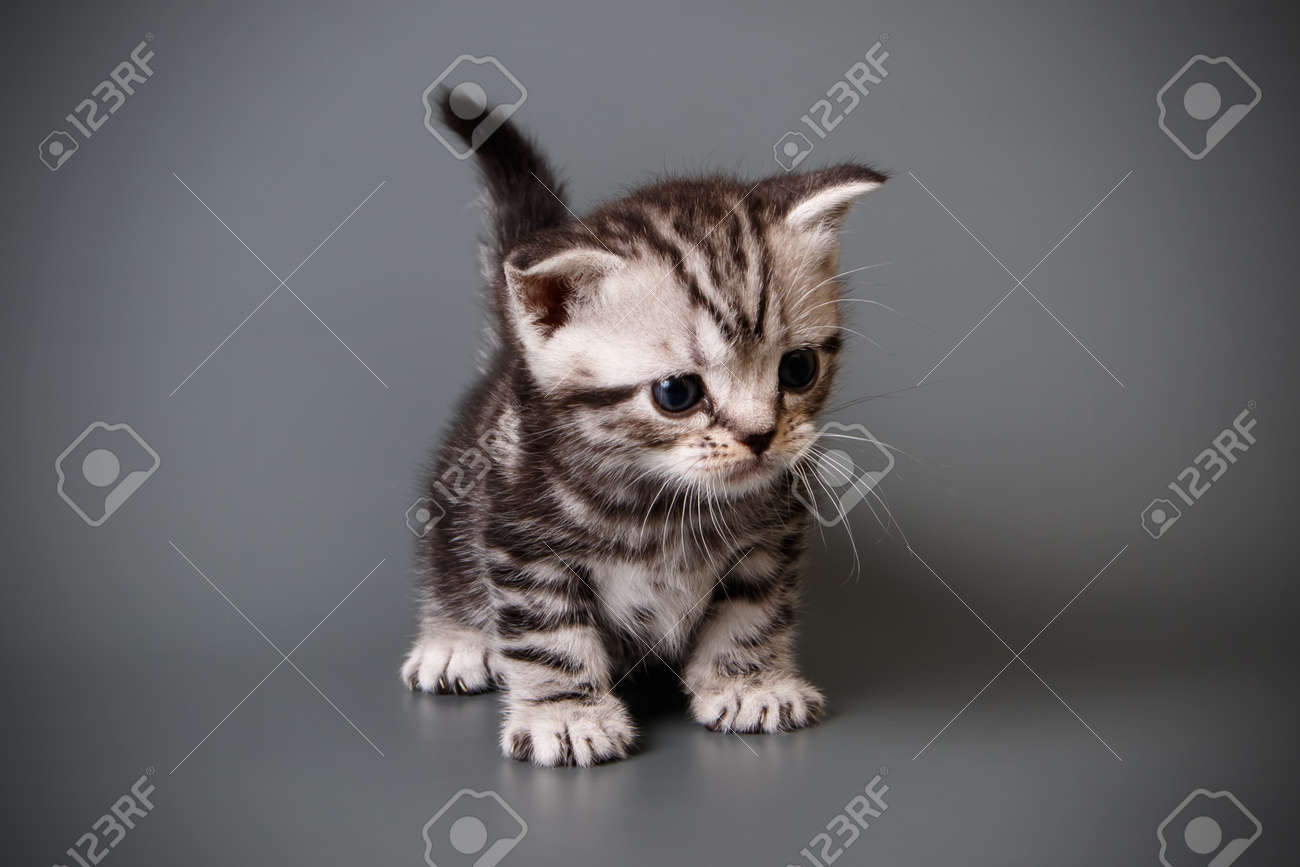 Studio Photography Of An American Shorthair Cat On Colored
