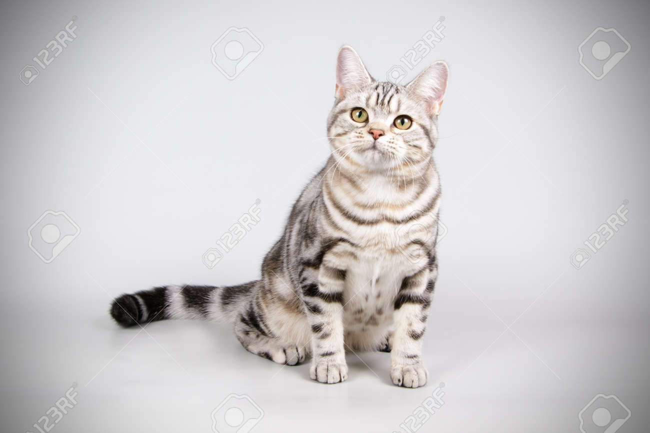 Studio Photography Of An American Shorthair Cat On Colored