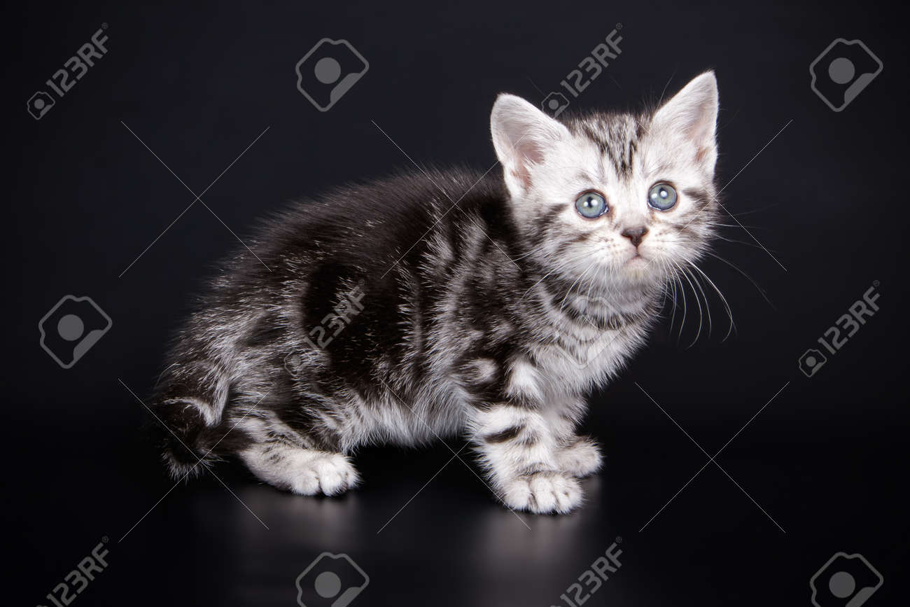 Studio Photography Of An American Shorthair Cat On Colored