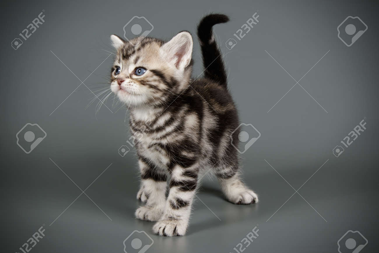 Studio Photography Of An American Shorthair Cat On Colored