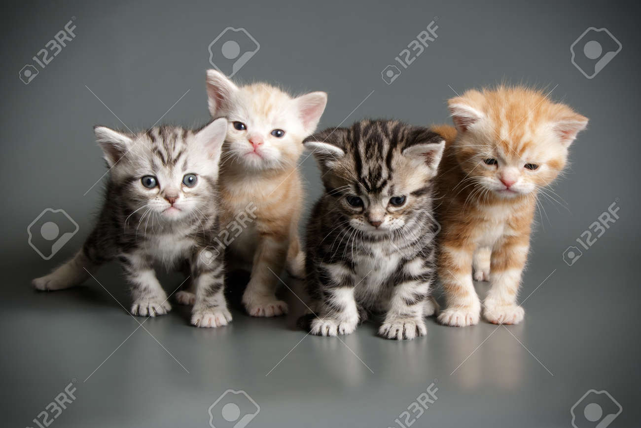 Studio Photography Of An American Shorthair Cat On Colored