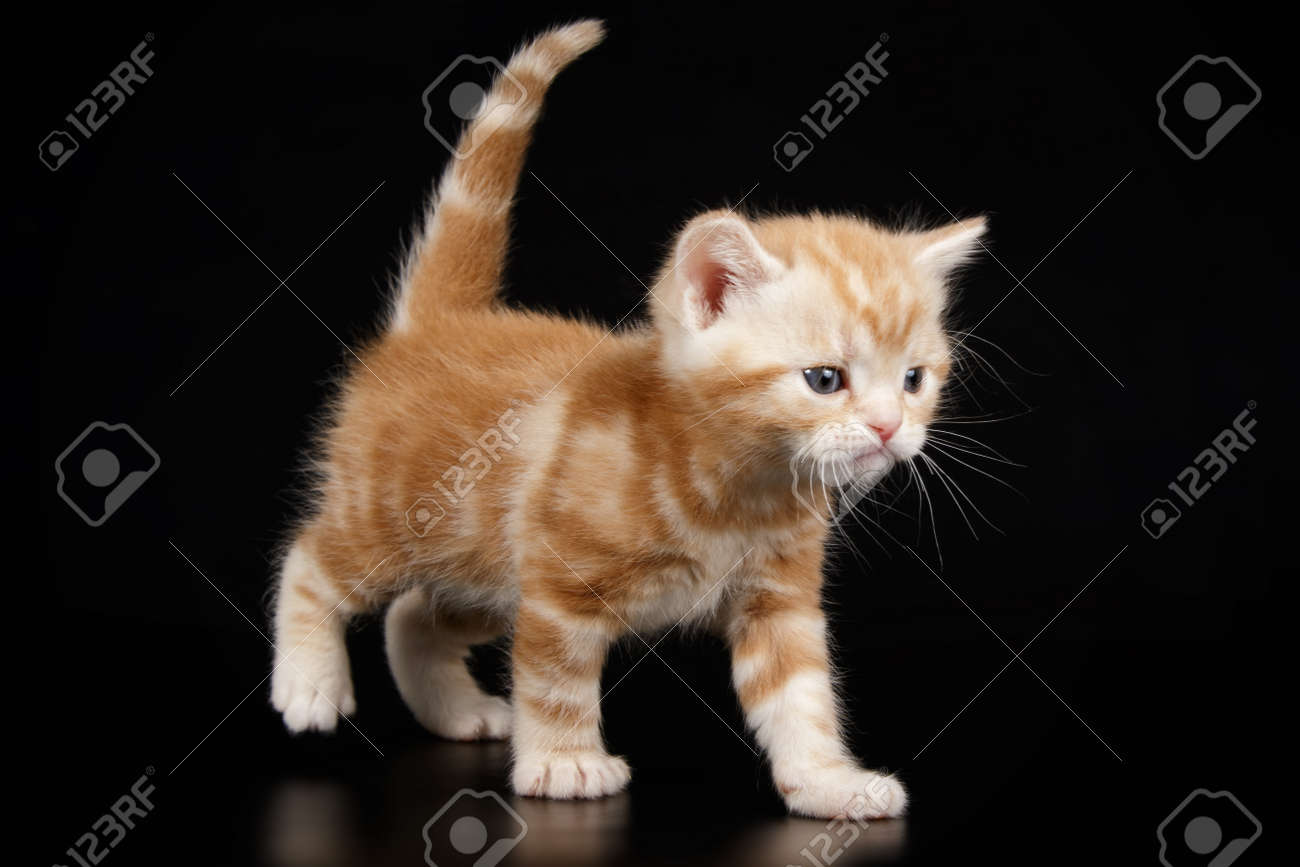 Studio Photography Of An American Shorthair Cat On Colored