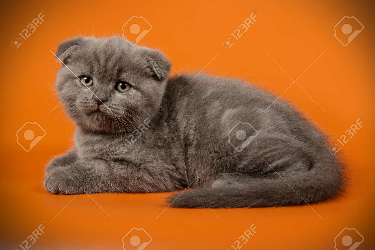 Studio Photography Of A Scottish Fold Shorthair Cat On Colored