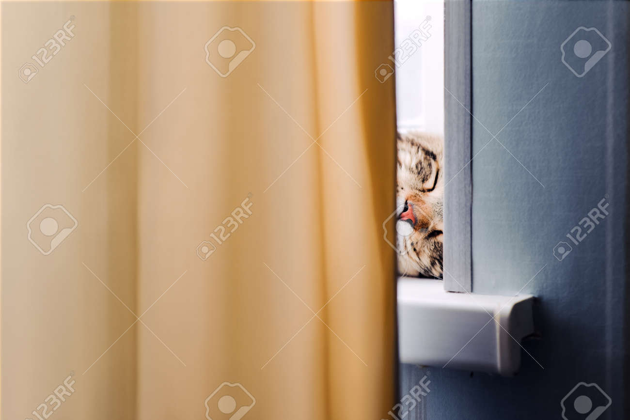 幸せな猫メインクーンは窓ガラスの上で眠り カラフルな夢を見ます 純粋な子猫をイメージした夢の背景 動物ペットの背景面白い壁紙 の写真素材 画像素材 Image 幸せな猫メインクーンは窓ガラスの上で眠り カラフルな夢を見ます 純粋な子猫をイメージした夢の背景 動物ペットの背景面白い壁紙 の写真素材 画像素材 Image