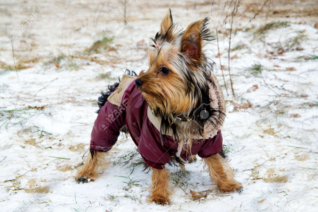 yorkie jacket