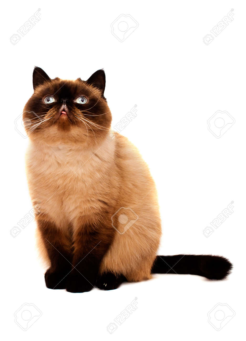Exotic Shorthair Cat Isolated On White Background Stock Photo