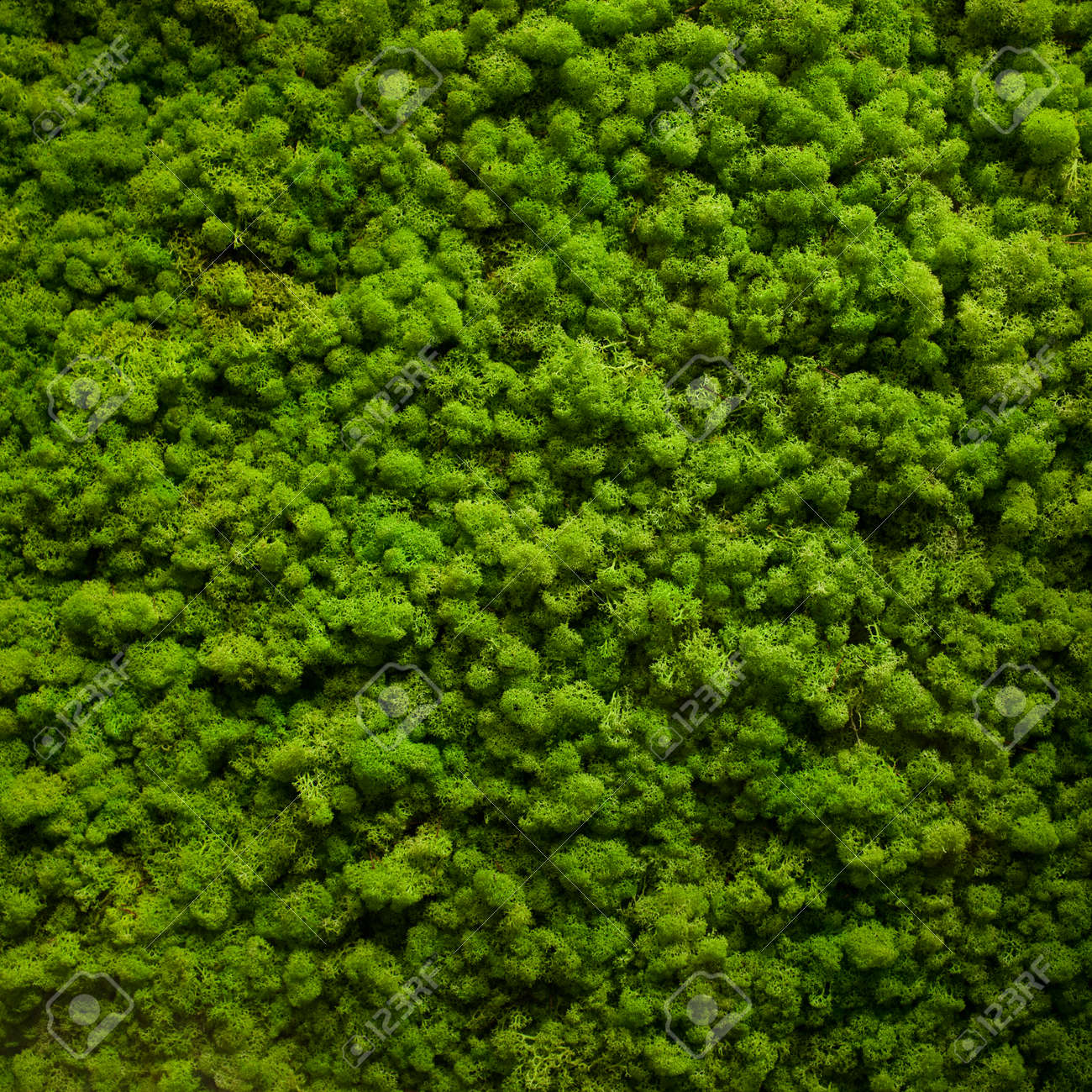 Moss Texture Background With Copy Space Stock Photo Picture And Royalty Free Image Image 43386956